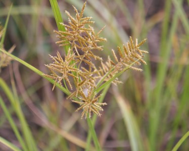 nutsedge 4jpg